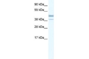 WB Suggested Anti-ESRRB Antibody Titration: 0. (ESRRB anticorps  (N-Term))