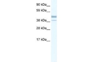 WB Suggested Anti-ESRRB Antibody Titration: 0.