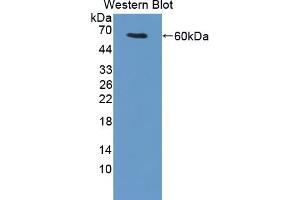 Detection of Recombinant UMODL1, Mouse using Polyclonal Antibody to Uromodulin Like Protein 1 (UMODL1) (UMODL1 anticorps  (AA 34-306))
