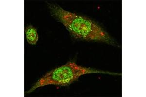 Immunofluorescence (IF) image for anti-Mitogen-Activated Protein Kinase 1 (MAPK1) antibody (ABIN1107133) (ERK2 anticorps)
