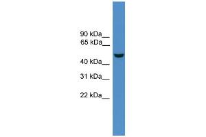 WB Suggested Anti-Epor Antibody Titration:  0. (EPOR anticorps  (N-Term))