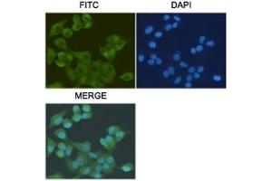 ICC/IF staining of HeLa cells, fixed with 4% Paraformaldehyde, using S100A10 antibody at 1:200.