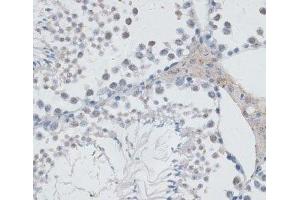 Immunohistochemistry of paraffin-embedded Mouse testis using USP7 Polyclonal Antibody at dilution of 1:100 (40x lens). (USP7 anticorps)