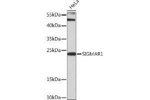 Western blot analysis of extracts of HeLa cells, using SIGM Rabbit pAb (ABIN7270296) at 1:3000 dilution. (SIGMAR1 anticorps  (AA 31-80))