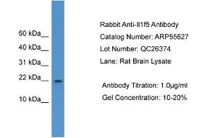WB Suggested Anti-Il1f5  Antibody Titration: 0.