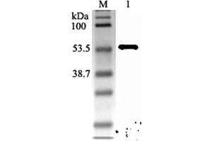 Western blot analysis using anti-Nampt (rat), pAb  at 1:2'000 dilution. (NAMPT anticorps)