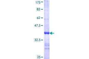Image no. 1 for Cytochrome C Oxidase Subunit IV Isoform 1 (COX4I1) (AA 1-90) protein (GST tag) (ABIN1350117)
