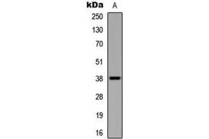 Western blot analysis of UBE2U expression in HEK293T (A) whole cell lysates. (UBE2U anticorps  (C-Term))