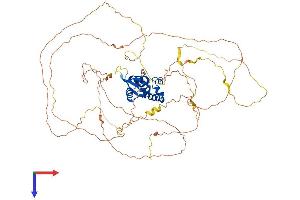 AlphaFold protein structure predicition of Mouse Recombinant Foxn1 Protein, UniprotID Q61575