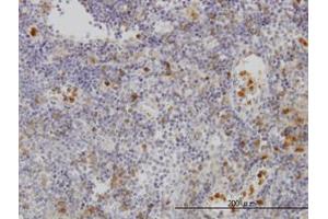 Image no. 1 for anti-Gardner-Rasheed Feline Sarcoma Viral (V-Fgr) Oncogene Homolog (FGR) (AA 1-90) antibody (ABIN598687) (Fgr anticorps  (AA 1-90))