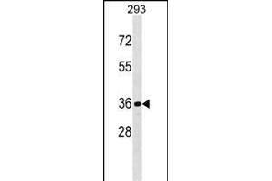 CDKL1 Antibody  (ABIN391762 and ABIN2841627) western blot analysis in 293 cell line lysates (35 μg/lane).