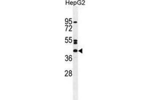 Western blot analysis in HepG2 cell line lysates (35ug/lane) using NT5DC4 Antibody . (NT5DC4 anticorps  (Middle Region))