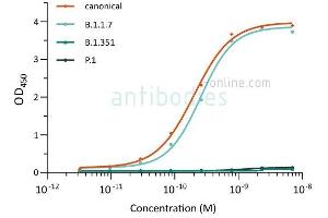 Direct ELISA of SARS-CoV-2 variant proteins with anti-SARS-CoV-2 Spike S1 antibody ABIN6990085. (SARS-CoV-2 Spike S1 anticorps)