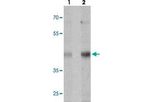 Western blot analysis of MTERFD1 in NIH/3T3 cell lysate with MTERFD1 polyclonal antibody  at (lane 1) 1 and (lane 2) 2 ug/mL. (MTERFD1 anticorps  (C-Term))