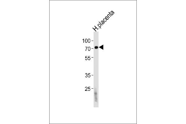 FUCA2 antibody  (N-Term)