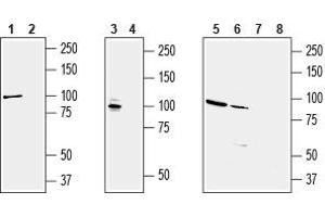 Western blot analysis of rat brain (lanes 1 and 2), mouse brain (lanes 3 and 4), human KCNQ2 transfected HEK-293 cells (lanes 5 and 7) and human brain neuroblastoma           SH-SY5Y  cell line (lanes 6 and 8) lysates: - 1,3,5,6. (KCNQ2 anticorps  (C-Term, Intracellular))