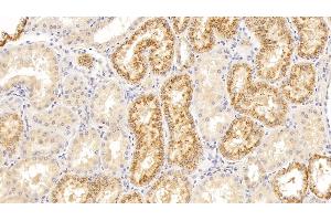 Detection of LZM in Human Kidney Tissue using Polyclonal Antibody to Lysozyme (LZM) (LYZ anticorps  (AA 24-144))