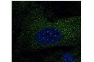 Immunostaining of Hepa1-6 cells With EEAI antibody at 1/50 dilution.