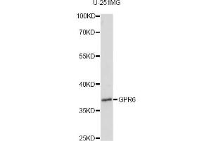 Western blot analysis of extracts of U-251MG cells, using GPR6 antibody (ABIN6292097) at 1:1000 dilution. (GPR6 anticorps)