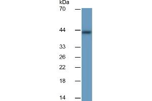Rabbit Detection antibody from the kit in WB with Positive Control:  Sample Human Stomach lysate. (PGC Kit ELISA)