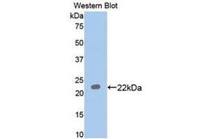 Western Blotting (WB) image for anti-Paraoxonase 1 (PON1) (AA 2-186) antibody (ABIN1172662) (PON1 anticorps  (AA 2-186))