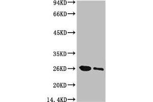 Western blot analysis of GFP transfected Hela, diluted at 1) 1:5000 2) 1:10000 (GFP anticorps)