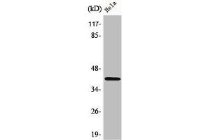 Western Blot analysis of HeLa cells using Actin Polyclonal Antibody (beta Actin anticorps  (C-Term))