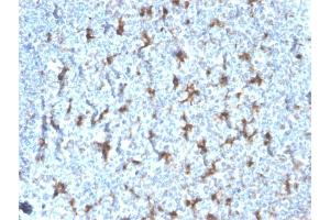 Formalin-fixed, paraffin-embedded human Tonsil stained with CD68 Recombinant Mouse Monoclonal Antibody (rLAMP4/824). (Recombinant CD68 anticorps)