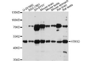 Western blot analysis of extracts of various cell lines, using HTR1D antibody (ABIN1980172) at 1:1000 dilution. (5HT1D anticorps)