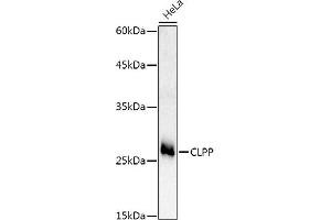 Western blot analysis of extracts of HeLa cells, using CLPP Rabbit pAb antibody (ABIN6131294, ABIN6138740, ABIN6138741 and ABIN6224901) at 1:500 dilution. (CLPP anticorps  (AA 1-277))