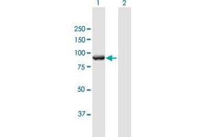 Western Blot analysis of MGC16169 expression in transfected 293T cell line by MGC16169 MaxPab polyclonal antibody.