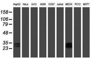 Image no. 6 for anti-RNA Binding Protein with Multiple Splicing (RBPMS) antibody (ABIN1500642)