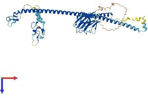 AlphaFold protein structure predicition of Mouse Recombinant Trim26 Protein, UniprotID Q99PN3