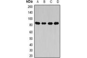 Western blot analysis of CARS expression in Hela (A), MCF7 (B), mouse liver (C), rat spinal cord (D) whole cell lysates. (CARS anticorps)