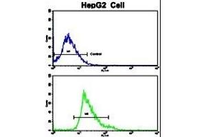 Flow cytometric analysis of HepG2 cells using Creatine Kinase MB (CKM) Antibody (C-term)(bottom histogram) compared to a negative control cell (top histogram). (CKM anticorps  (C-Term))