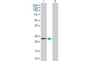 Western Blot analysis of LYZL2 expression in transfected 293T cell line by LYZL2 MaxPab polyclonal antibody.