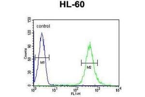 Flow cytometric analysis of HL-60 cells using HOXA3 / HOX1E Antibody (C-term) Cat. (HOXA3 anticorps  (C-Term))
