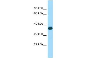 Host: Rabbit Target Name: Wnt8b Sample Type: Mouse Testis lysates Antibody Dilution: 1.