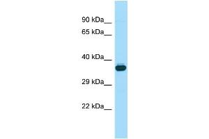 Host: Rabbit Target Name: Wnt8b Sample Type: Mouse Testis lysates Antibody Dilution: 1. (WNT8B anticorps  (C-Term))