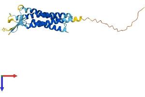AlphaFold protein structure predicition of Human Recombinant CLDN8 Protein, UniprotID P56748