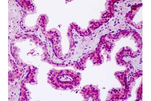 Anti-NOD1 antibody IHC staining of human prostate. (NOD1 anticorps  (AA 923-951))