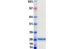 Validation with Western Blot