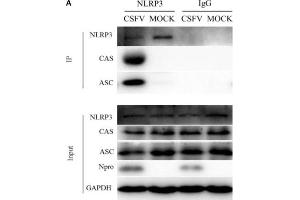 Formation of the NLRP3 inflammasome was induced in PBMCs by CSFV infection. (STS anticorps)