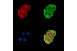ABIN7096372 and ABIN7100436 staining Hela cells by IF/ICC. (PABPC1L2A anticorps)