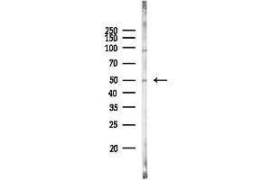 Western blot analysis of lysates from RAW264.
