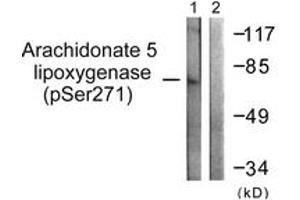 Western blot analysis of extracts from HuvEc cells, using Arachidonate 5 Lipoxygenase (Phospho-Ser271) Antibody. (ALOX5 anticorps  (pSer272))