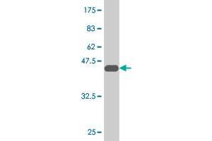 Western Blot detection against Immunogen (40.