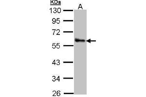 WB Image Sample (30 ug of whole cell lysate) A: A431 , 10% SDS PAGE antibody diluted at 1:1000 (ZNF259 anticorps  (Center))