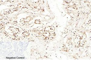 Immunohistochemical analysis of paraffin-embedded human breast tissue.