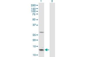 Western Blot analysis of GHRH expression in transfected 293T cell line by GHRH MaxPab polyclonal antibody. (GHRH anticorps  (AA 1-108))